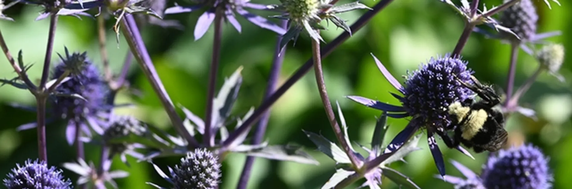 Can you spot the bumble bee in this bed of Eryngium amethystinum in the Sunset Gardens, Sonoma Cornerstone? (Photo by Kathy Keatley Garvey)