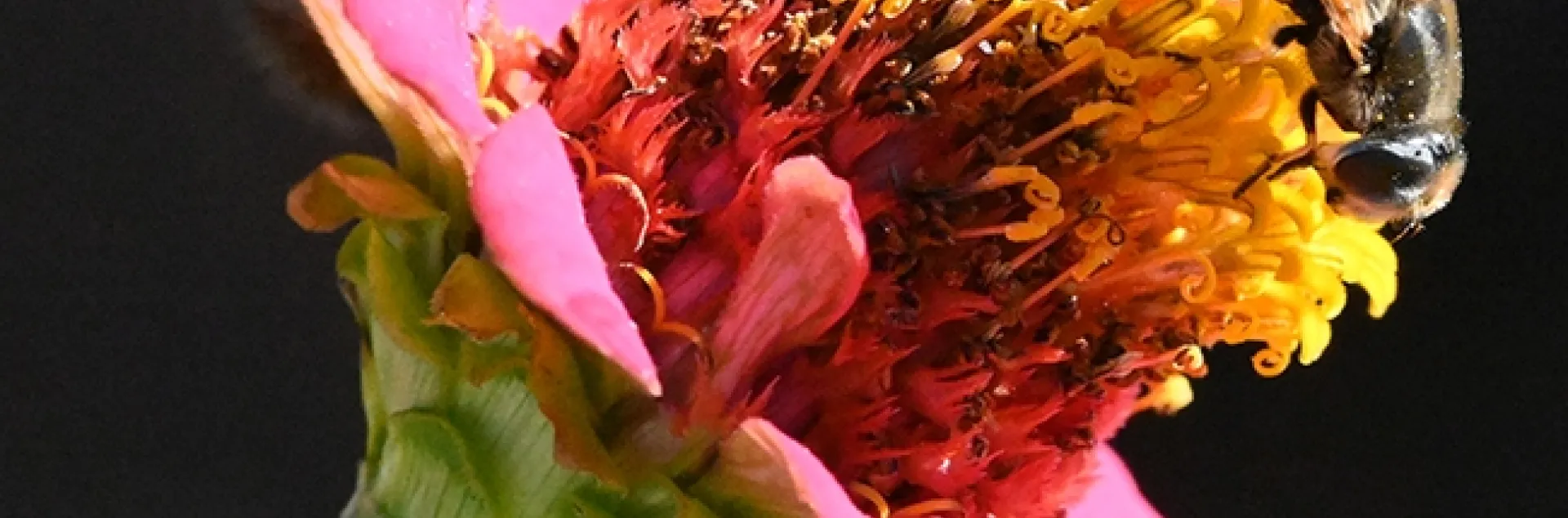 A syrphid fly touches down on a zinnia, unaware of a stalking jumping spider. (Photo by Kathy Keatley Garvey)