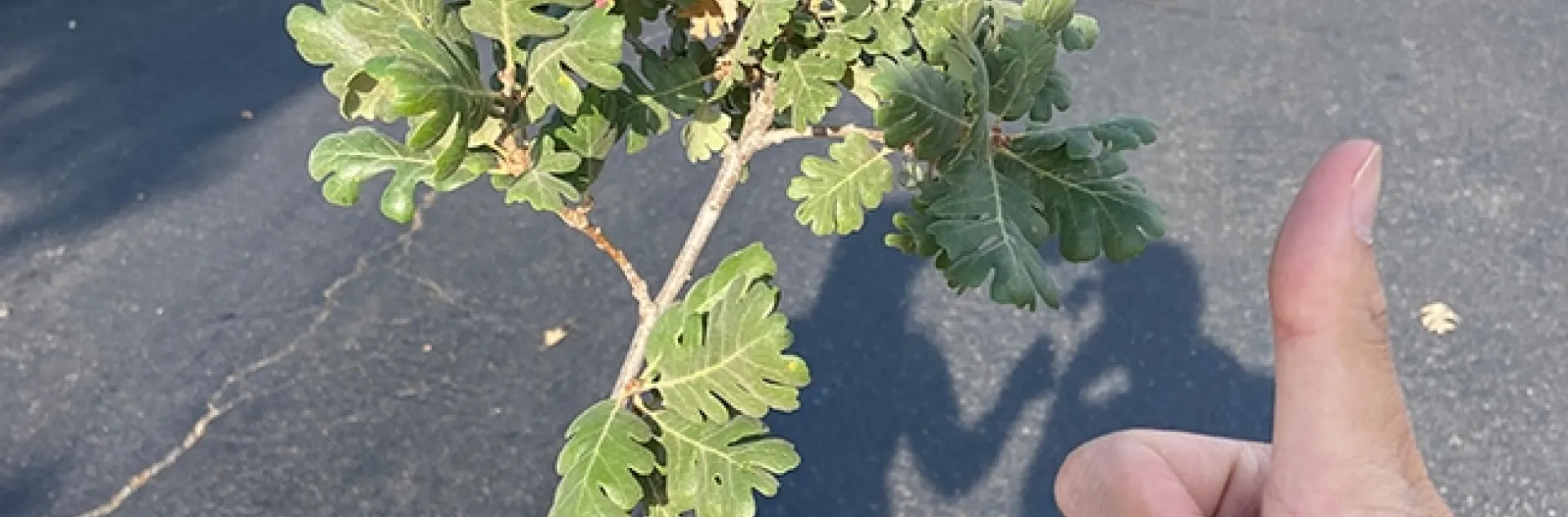 Vehicle pollution is associated with elevated insect damage to street trees, UC Davis researchers said in their paper published in the Journal of Applied Ecology. They studied insect damage to native oak trees.