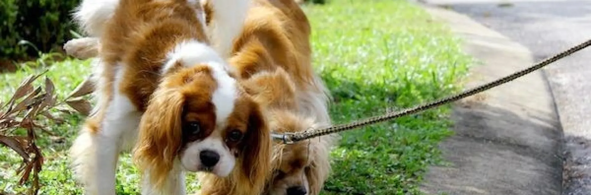 photo by Kathy Craig