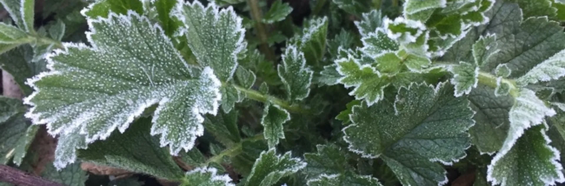 photo by Jennifer Baumbach