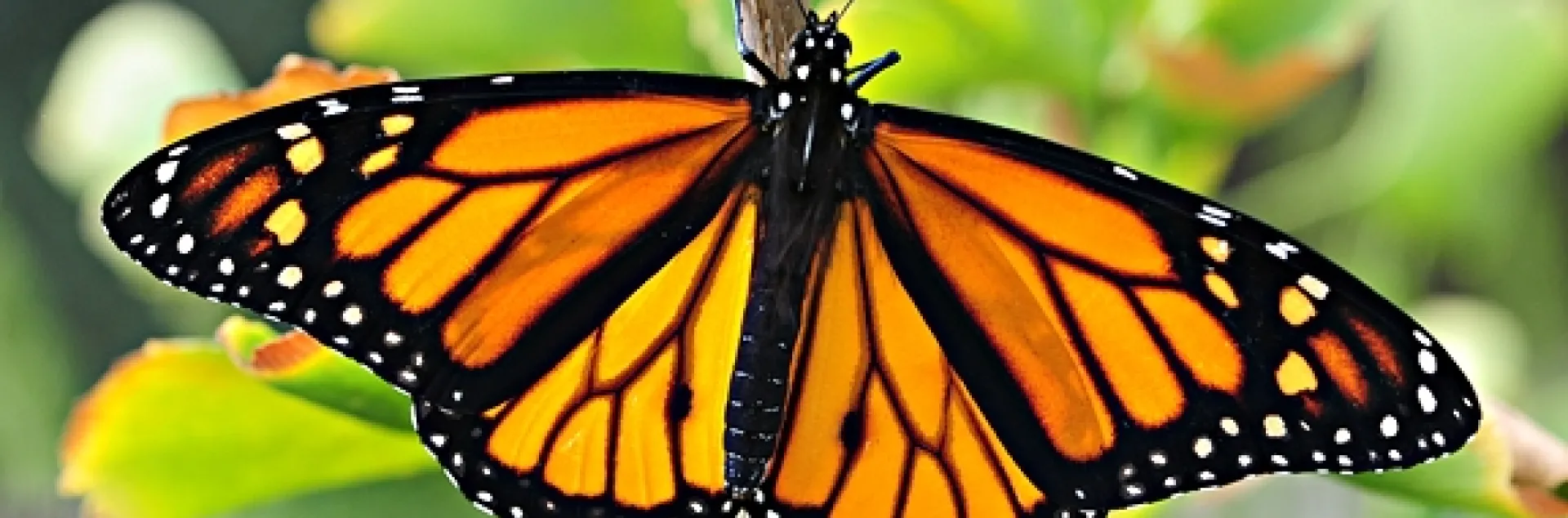 Black and orange monarch butterfly with wings spread out.