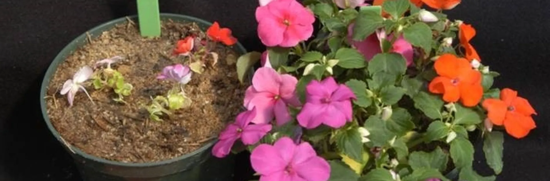 mulch effect on plant growth dead