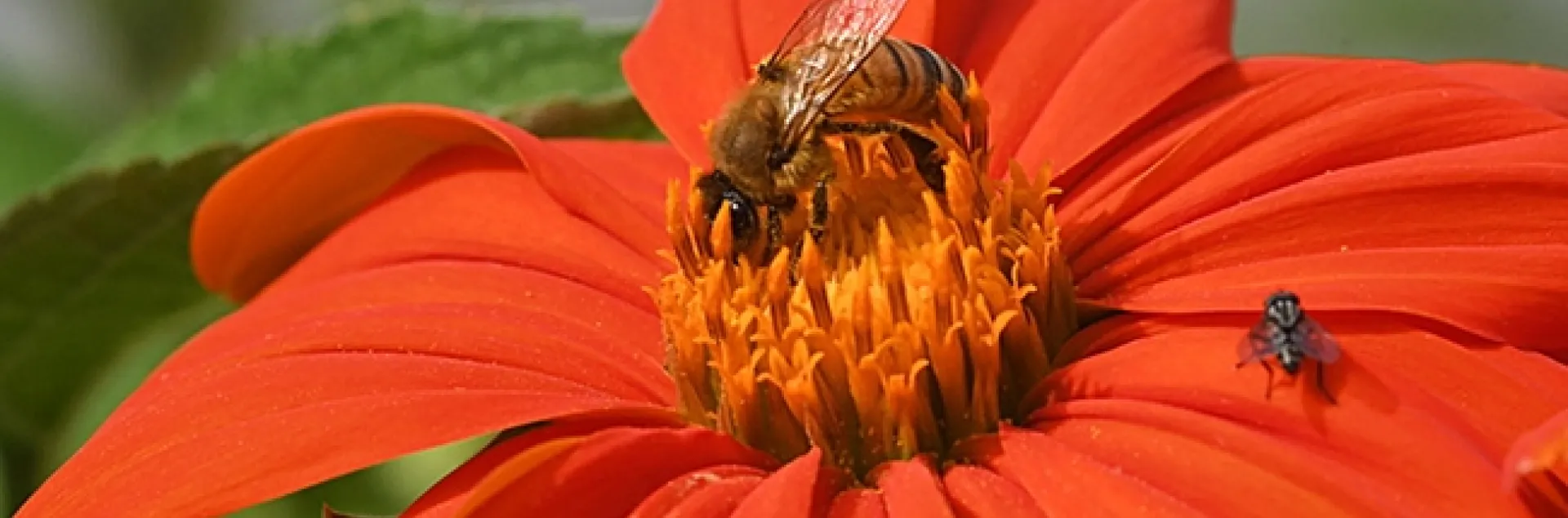 A honey bee and a fly share a Mexican sunflower, Tithonia rotundifola. (Photo by Kathy Keatley Garvey)