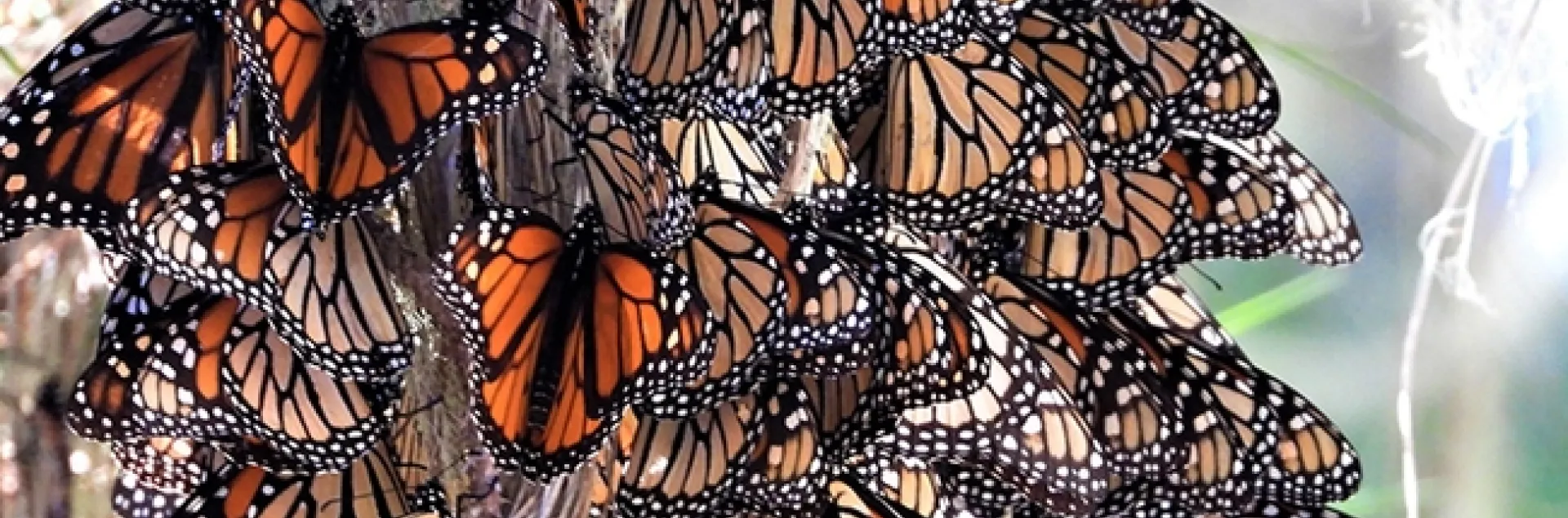Overwintering monarchs in Cambria, San Luis Obispo County. This site does not appear on the official list of California's overwintering sites, says WSU entomologist David James. It was home in November to 15,000 butterflies. (Photo by David James, Washington State University entomologist)