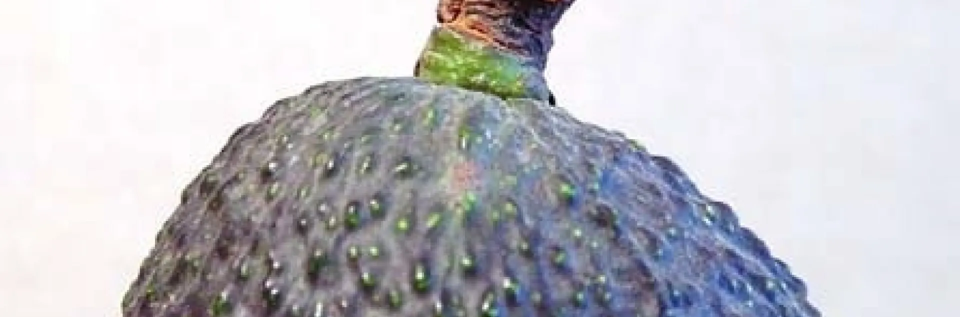 avocado ring neck pedicel