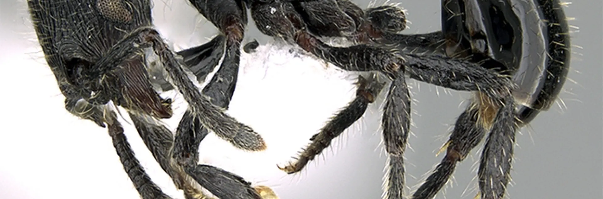 This image of an ant, Hylomyrma primavesi, is courtesy of AntWiki.