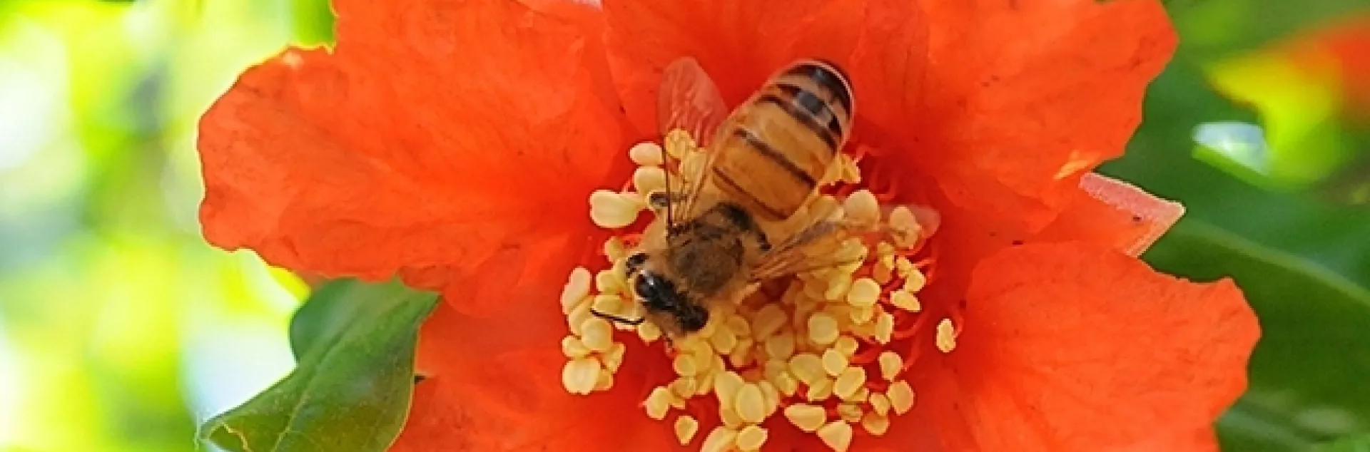 A honey bee gathers nectar and pollen from a pomegranate blossom. (Photo by Kathy Keatley Garvey)