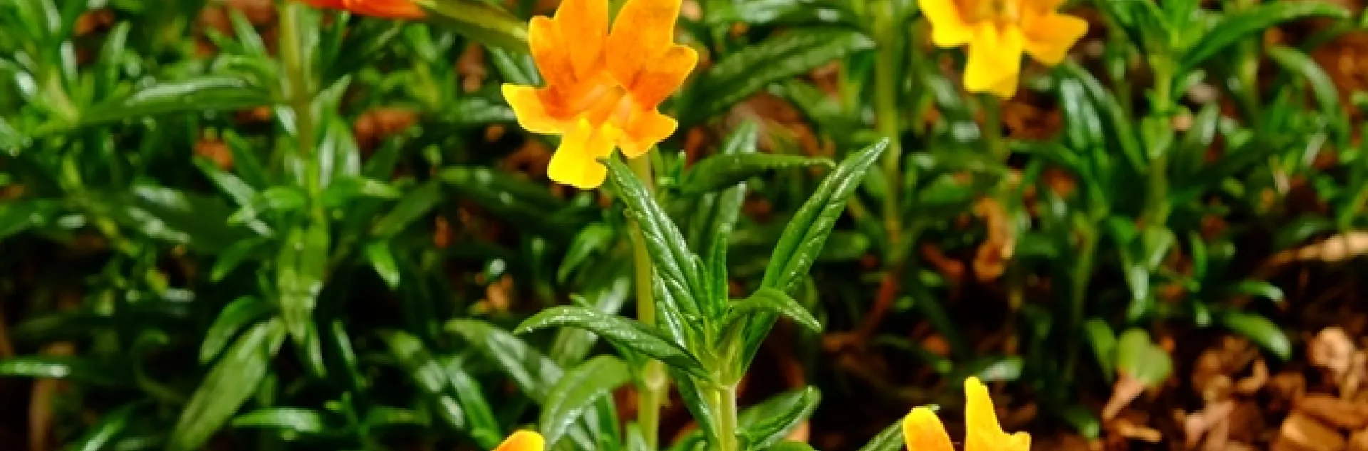 Sticky Monkey Flower