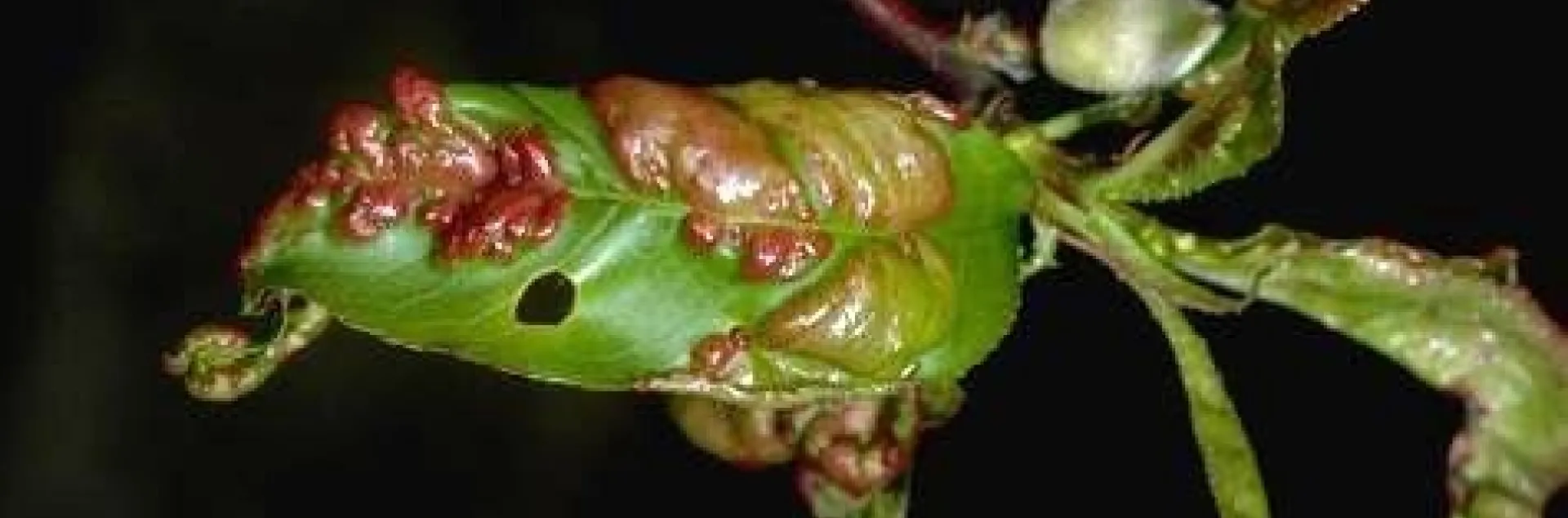 Puckery looking green leaf tinged with red.