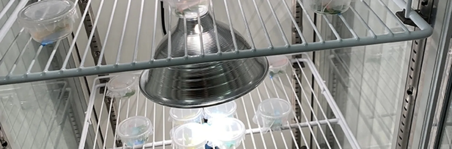 Gary Ge's experimental set up to test the effects of convective vs. radiant heating on Parnassius clodius larval development. (Photo by Gary Ge)