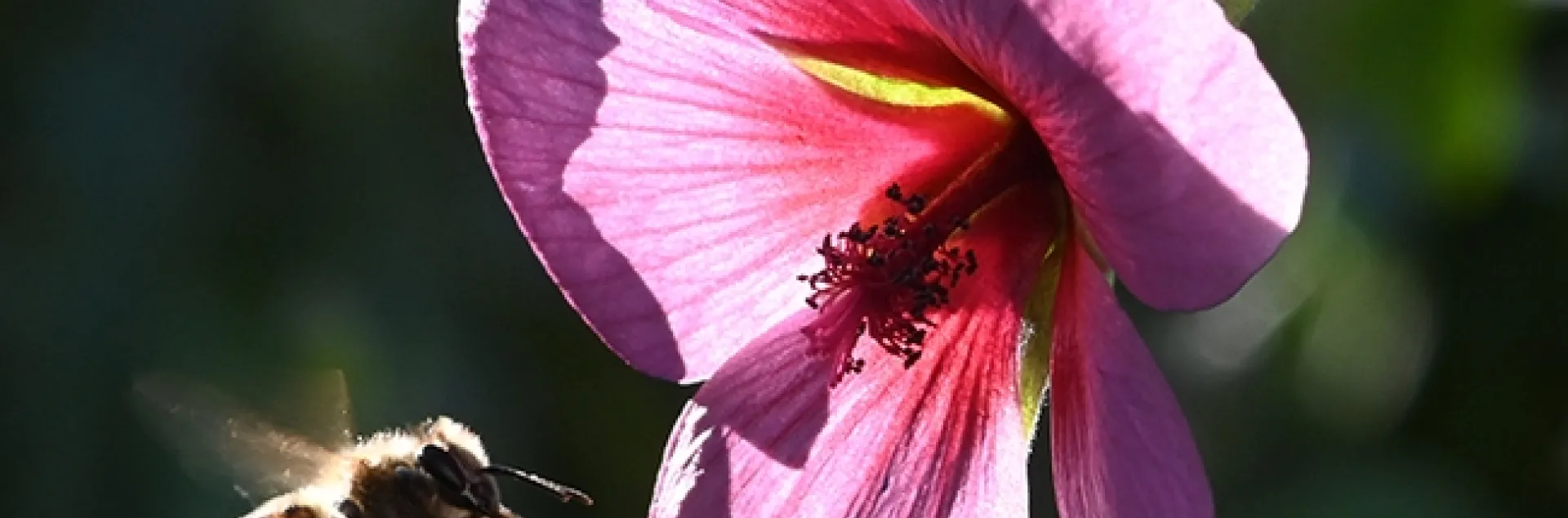 A honey bee heads for an African mallow, Anisodontea capensis. (Photo by Kathy Keatley Garvey)
