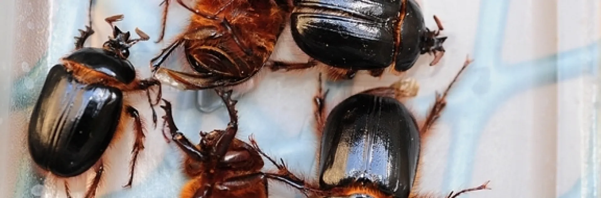 Rain beetles collected in the Shenandoah Valley of Plymouth, Amador County. (Photo by Kathy Keatley Garvey)