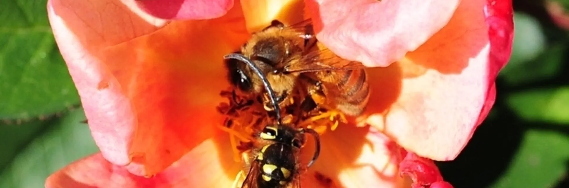 A Western yellowjacket, Vespula pensylvanica, and a honey bee, Apis mellifera) sharing a rose in Davis, Calif. (Photo by Kathy Keatley Garvey)