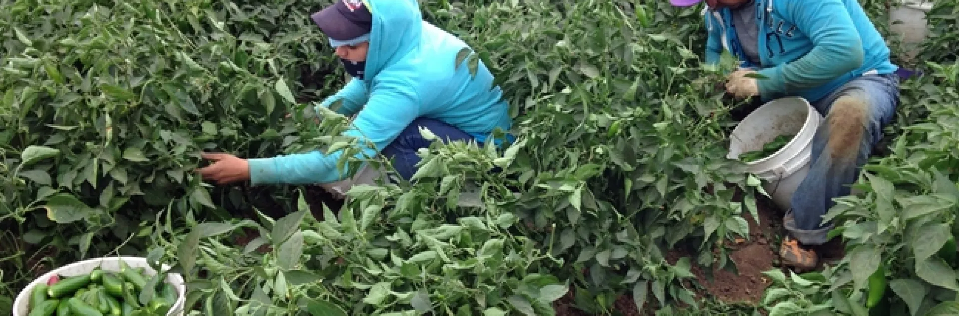 Farmworkers pick jalapeno peppers