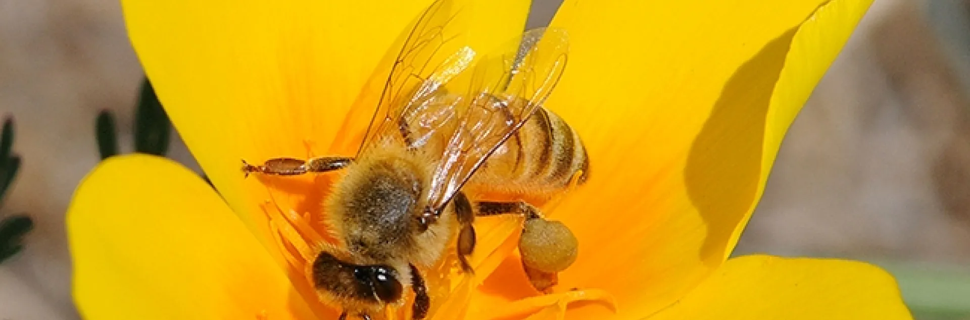 A honey bee foraging on a California golden poppy, the state flower. The Seed Pile Project includes golden poppy seeds. (Photo by Kathy Keatley Garvey)