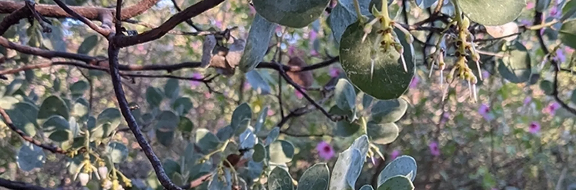 Maureen Page, then a doctoral candidate in entomology, co-won the Robbin Thorp Memorial First-Bumble Bee-of-the-Year Contest with this image: a black-tailed bumble bee, Bombus melanopygus, photographed in the UC Davis Arboretum and Public Garden.
