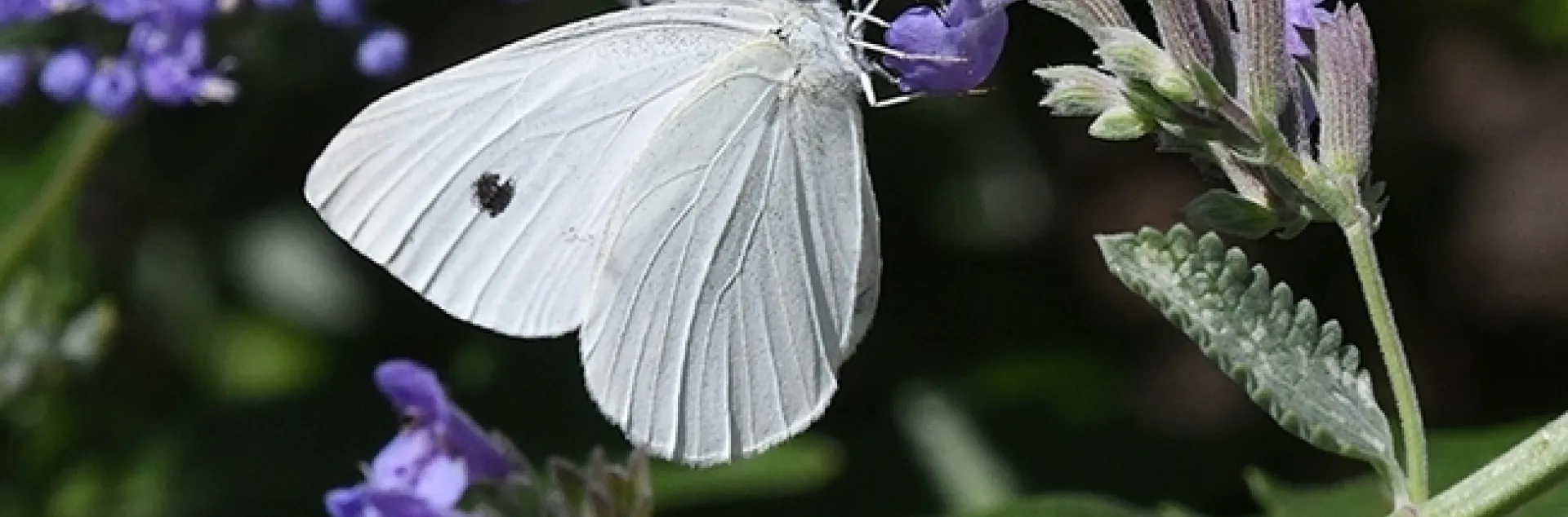 A cabbage white butterfly, Pieris rapae, nectaring on catmint (Nepeta) in Vacaville, Calif. (Photo by Kathy Keatley Garvey)