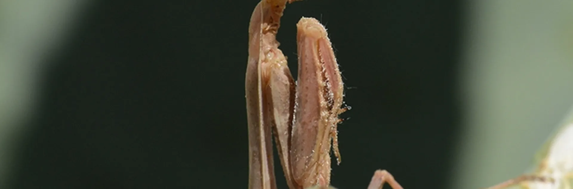 Praying mantis: "I'm hungry! What's to eat?" (Photo by Kathy Keatley Garvey)