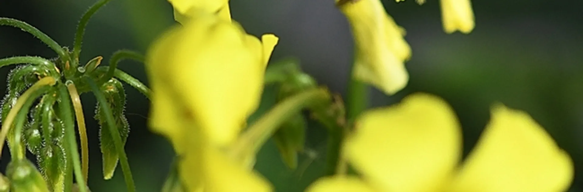 A yellow-faced bumble bee, Bombus vosenenskii, foraging on oxalis near the Benicia State Capitol grounds on Jan. 13, 2021. (Photo by Kathy Keatley Garvey)