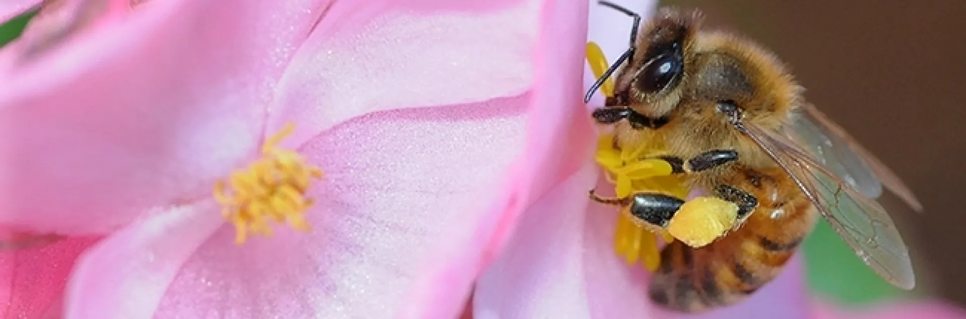 A honey bee "in the pink" is foraging on a begonia. (Photo by Kathy Keatley Garvey)