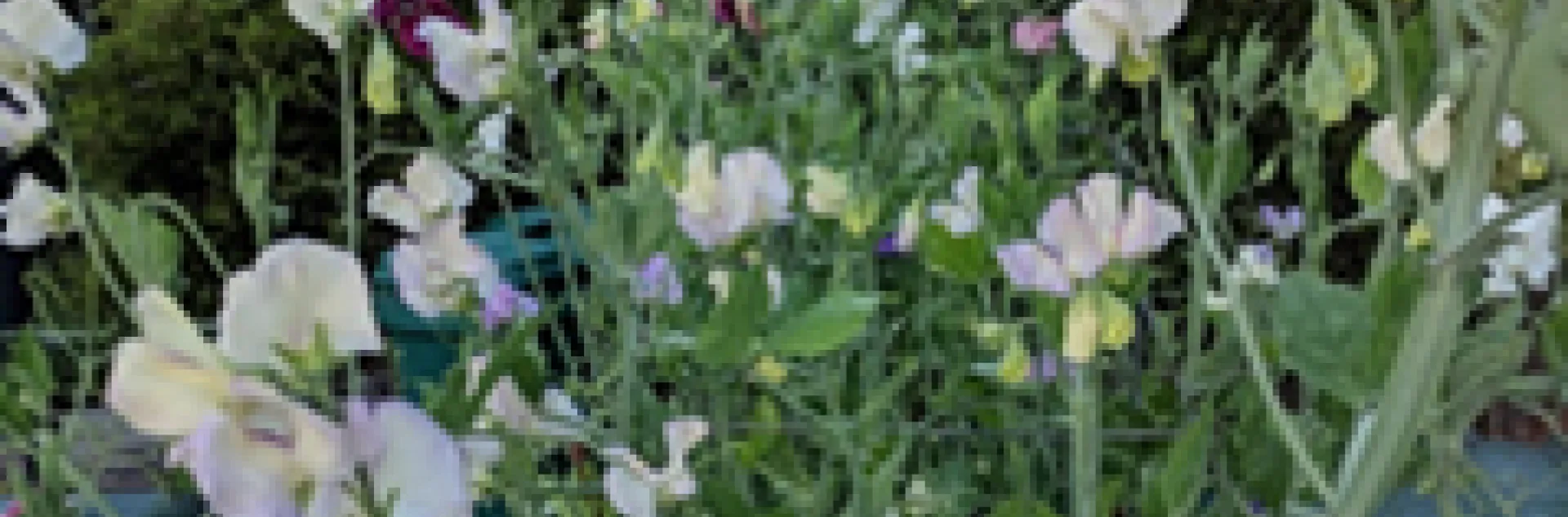 photo by Nanelle Jones-Sullivan