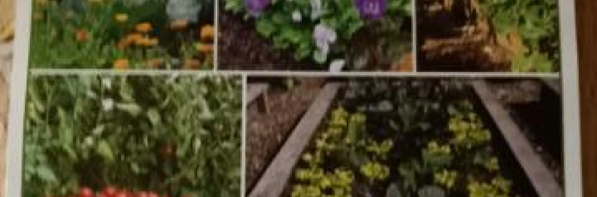 UCCE MG Calendar-Sacramento. photo by Kathy Low