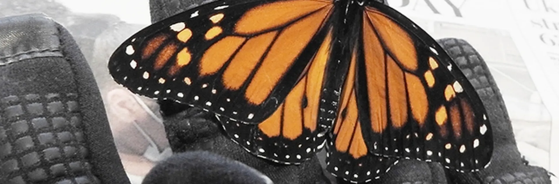 A gloved hand holds a male monarch found cold and still in the middle of a residential street in west Vacaville on Jan. 3, 2022. (Photo by Kathy Keatley Garvey)