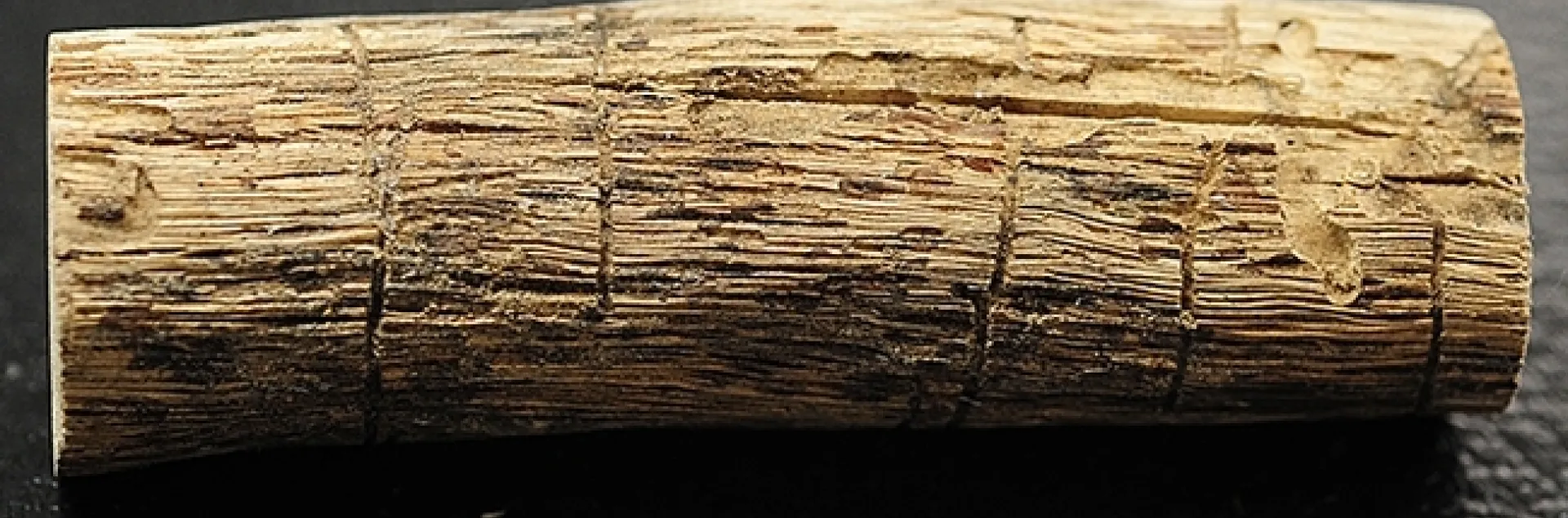 Close-up of bark beetle galleries. Research entomologist Chris Fettig of the U. S. Forest Service will speak on "Bark Beetles: How Tiny Insects Are Transforming Western Forests with a Little Help from Climate Change" at 4:10 p.m., Wednesday, Feb. 1 in Room 122 of Briggs Hall. (Photo by Kathy Keatley Garvey)