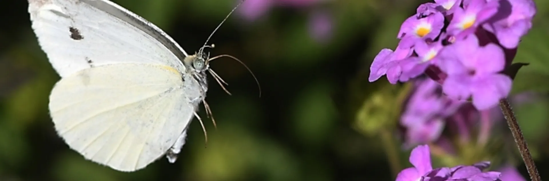A cabbage white butterfly, Pieris rapae, in flight, heading toward lantana. (Photo by Kathy Keatley Garvey)