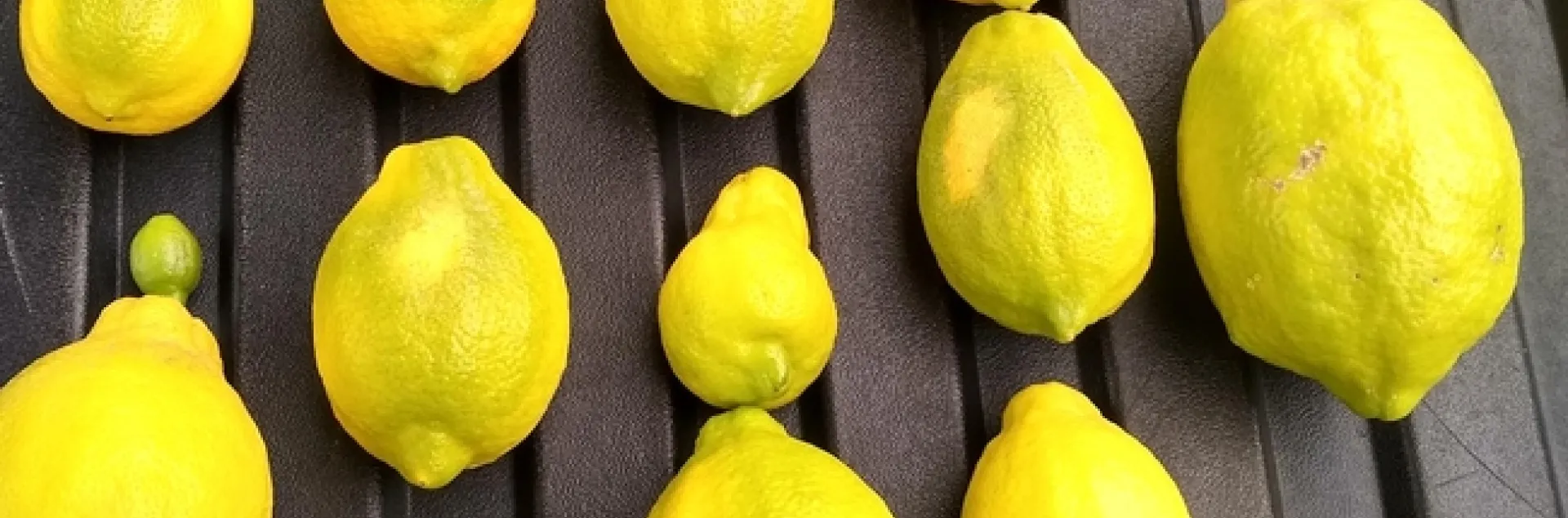 lemon sheepnose