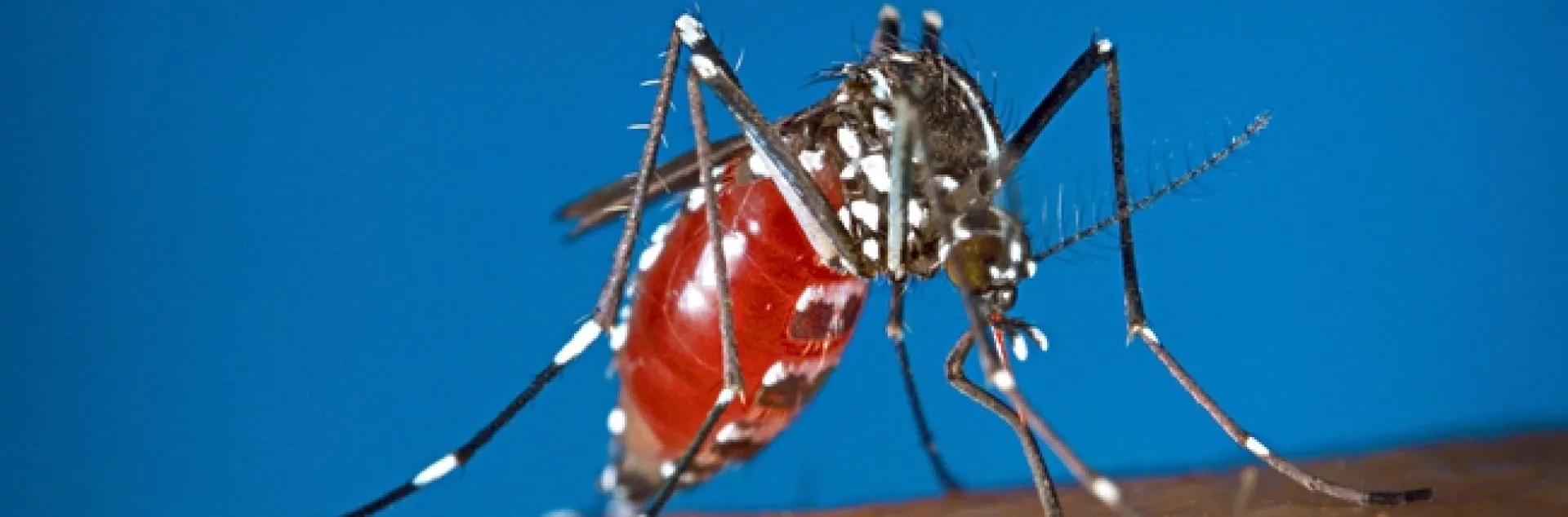 This is a female mosquito, the Asian tiger mosquito, or Aedes albopictus, laying eggs. (Photo by James Gathany, Centers for Disease Control and Prevention)