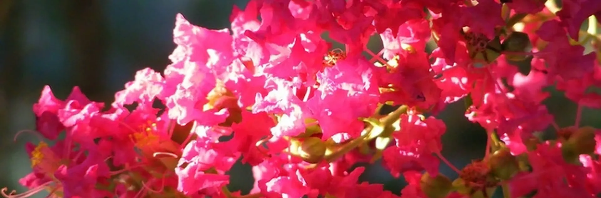 crape myrtle flowers by Chickens in the Trees (vns2009) is licensed under CC BY-NC-ND 2.0.