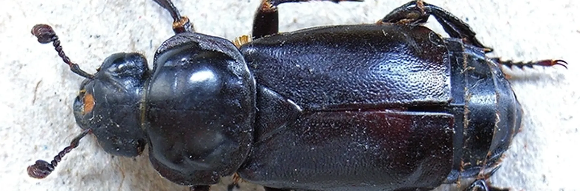 The burying beetle is known for burying carcasses of small vertebrates, such as mice, squirrels and birds, and using them as a food source for its larvae. (Photo courtesy of Wikipedia)