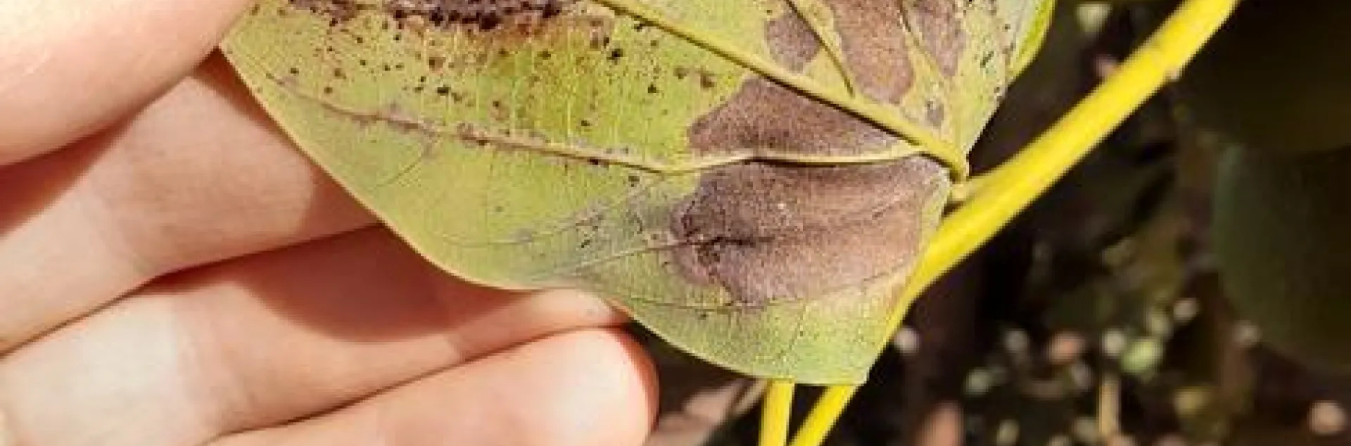 avocado lace bug damage and hnad