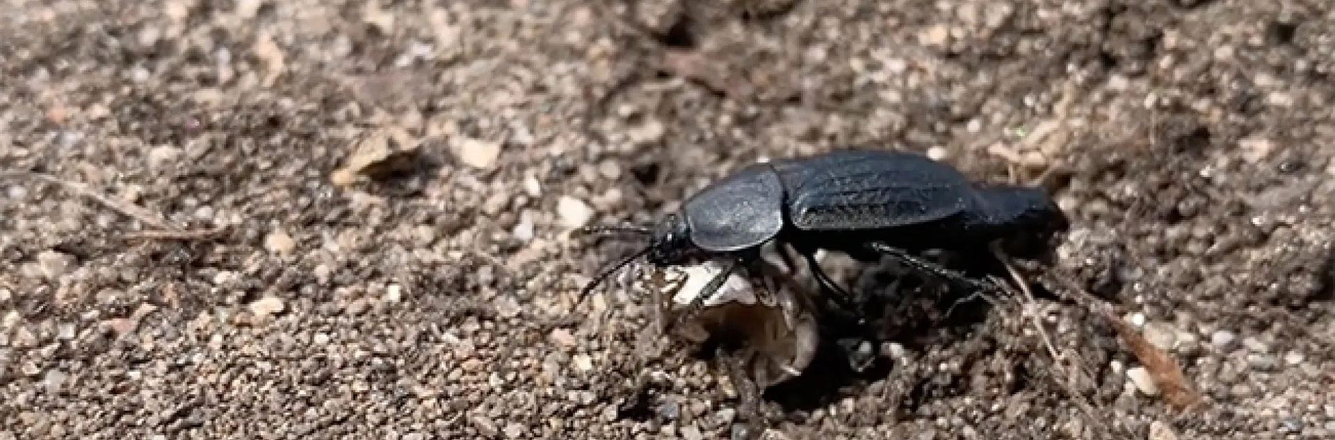 This is a carrion beetle, genus Heterosilpha. (Screen shot from Tracie Hayes' video)