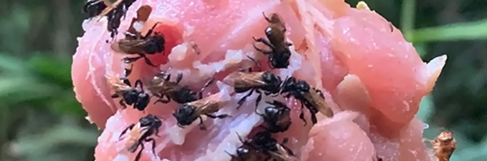 Stingless bees in Costa Rica dining on chicken bait. (Photo by Quinn McFrederick of UC Riverside)
