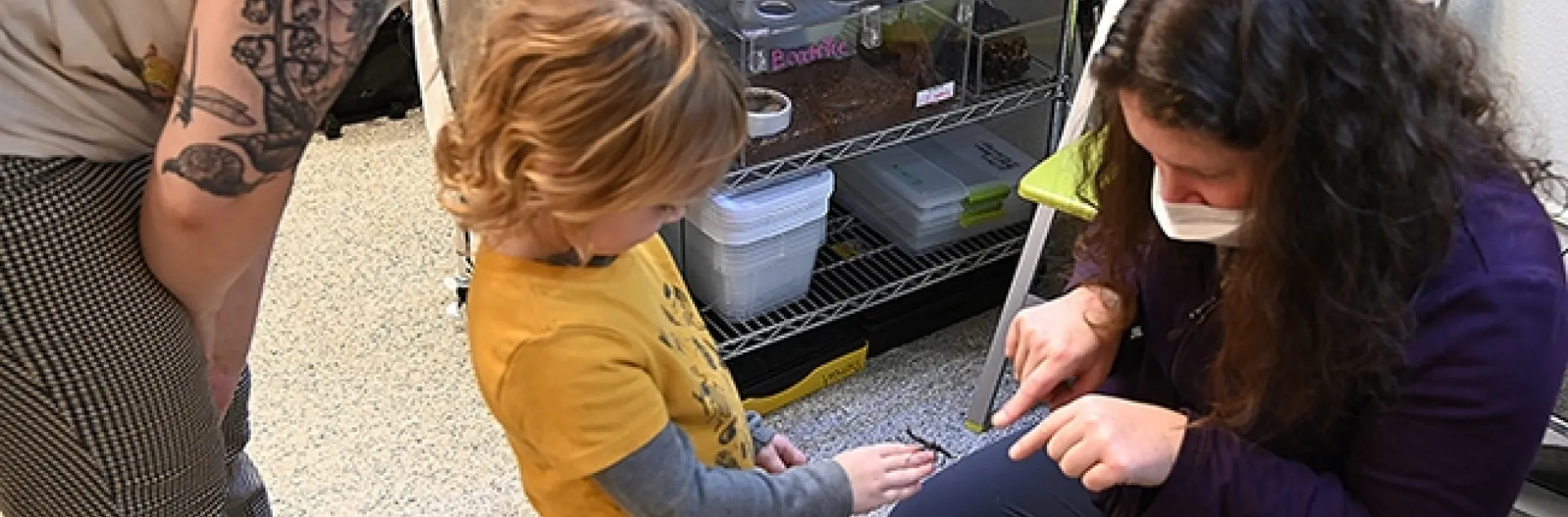 Tabatha Yang, the Bohart Museum's education and outreach coordinator, introduces a stick insect, aka walking stick, to Teddy Marlatte, 4, and his mother, Maddy Marlatte of Auburn. In the foreground is Teddy's sister Reagan. (Photo by Kathy Keatley Garvey)