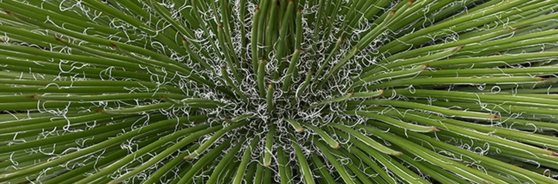 A birds-eye-view of a wintering agave. Can you spot the lady beetles, aka ladybugs? (Photo by Kathy Keatley Garvey)