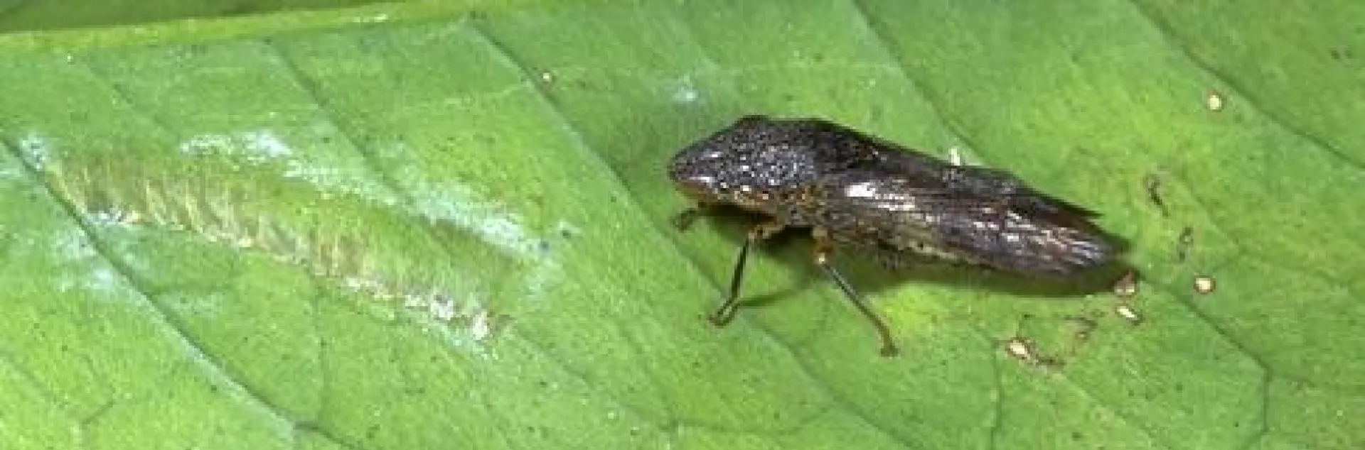 photo by Jack Kelly Clark. An adult glassy-winged sharpshooter, Homalodisca vitripennis, next to whitish wax on the leaf surface, which marks where the female inserted her egg cluster into tissue.