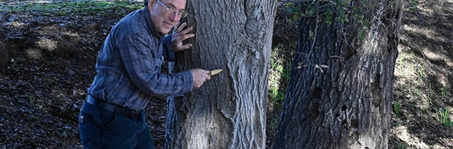 Cal Fire senior environmental specialist Curtis Ewing shows a coast live oak with cankers and flatheaded borer damage.