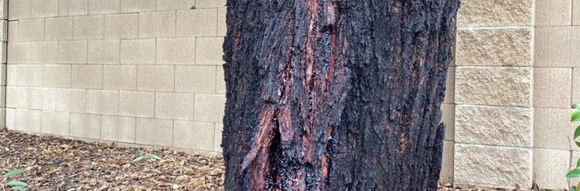 Eucalyptus tree with pest damage. photos by Michelle Davis
