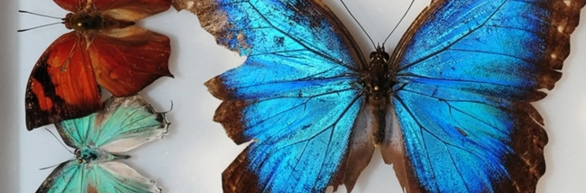 Butterflies from Belize are part of the global collection of butterflies at the Bohart Museum of Entomology. They are (far right) Blue Morpho, Morpho helenor montezuma; (top left), a leaf mimic, Fountainea eurypyle confusa; and blue hairstreak, Pseudolycaena damao, according to entomologist Jeff Smith, who curates the Lepidoptera collection. (Photo by Kathy Keatley Garvey)