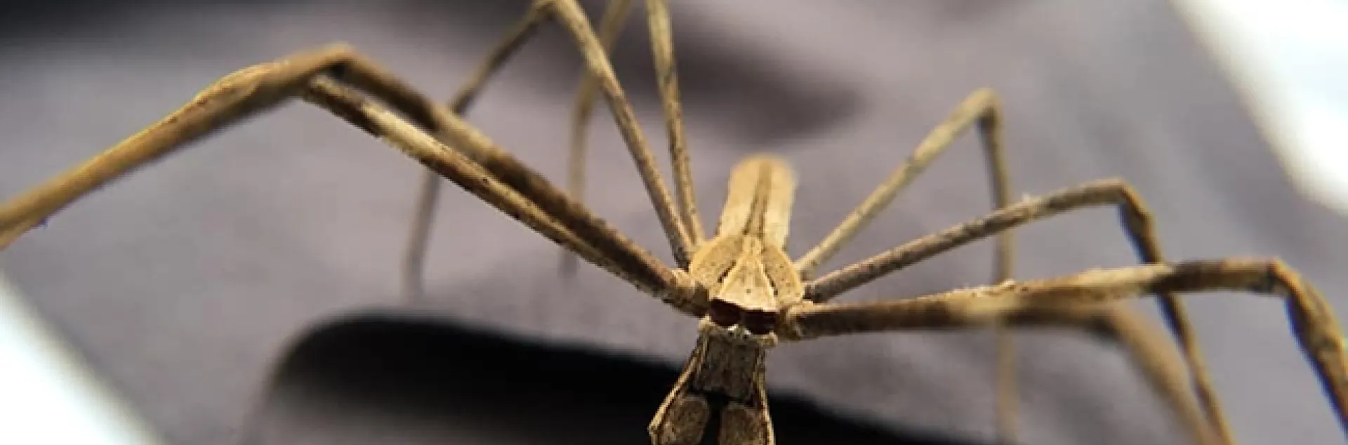 This is a net-casting spider that UC Davis postdoctoral scholar Lisa Chamberland studies. (Image courtesy of Lisa Chamberland)