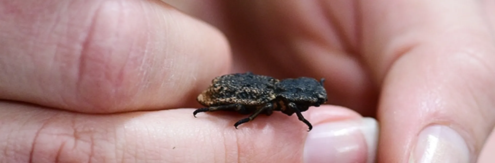 A diabolical ironclad beetle, Phloeodes diabolicus, held by Bohart Museum research associate Brittany Kohler. (Photo by Kathy Keatley Garvey)