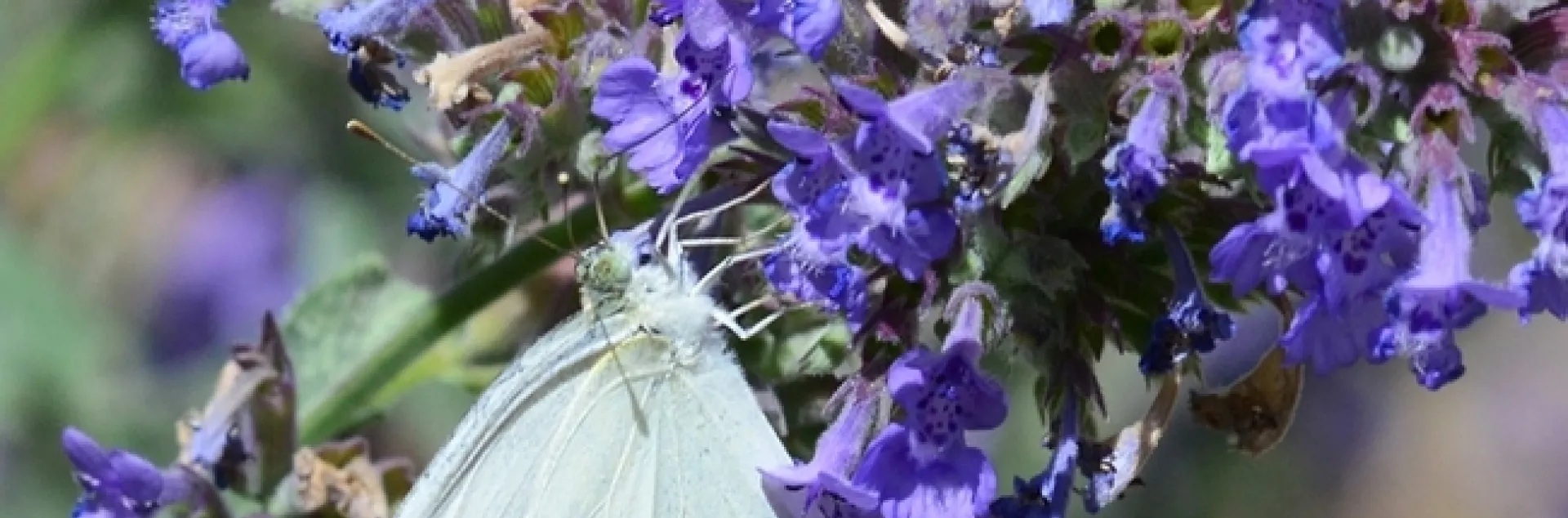 A cabbage white butterfly stops for a little catmint nectar (flight fuel) on a warm summer day. (Photo by Kathy Keatley Garvey)