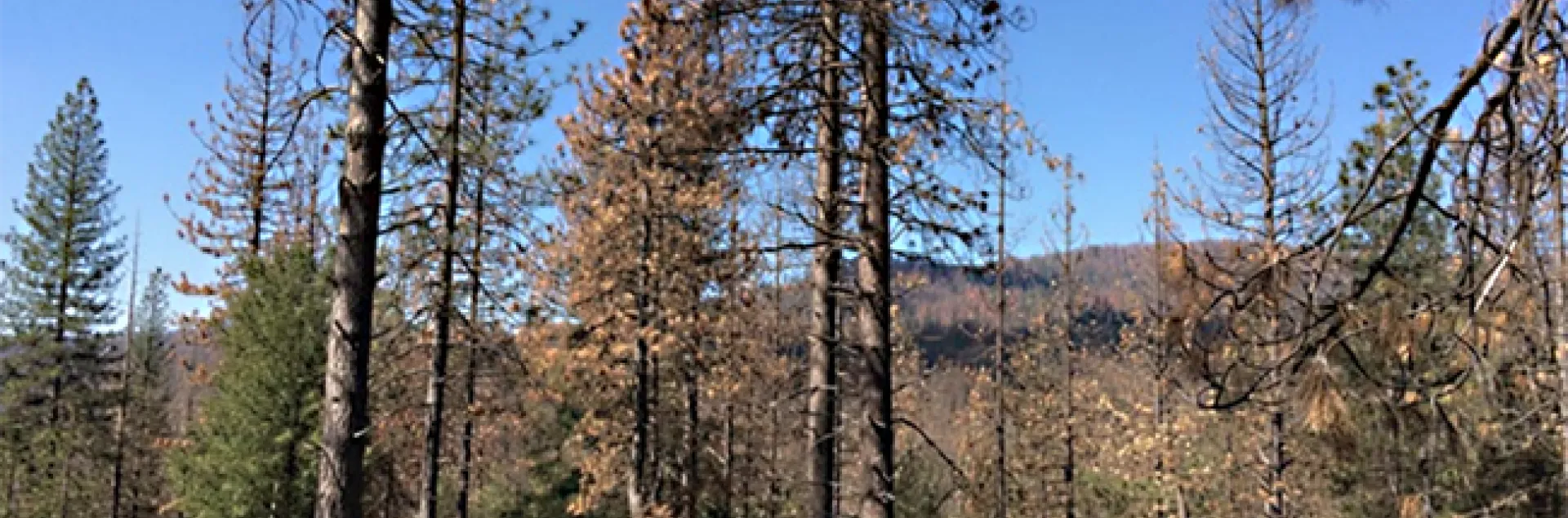 Bark beetles are the culprits in this forest image. USDA forest entomologist Chris Fettig will speak at 4:10 p.m., Feb. 1 on "Bark Beetles: How Tiny Insects Are Transforming Western Forests with a Little Help From Climate Change." (Photo courtesy of Chris Fettig)