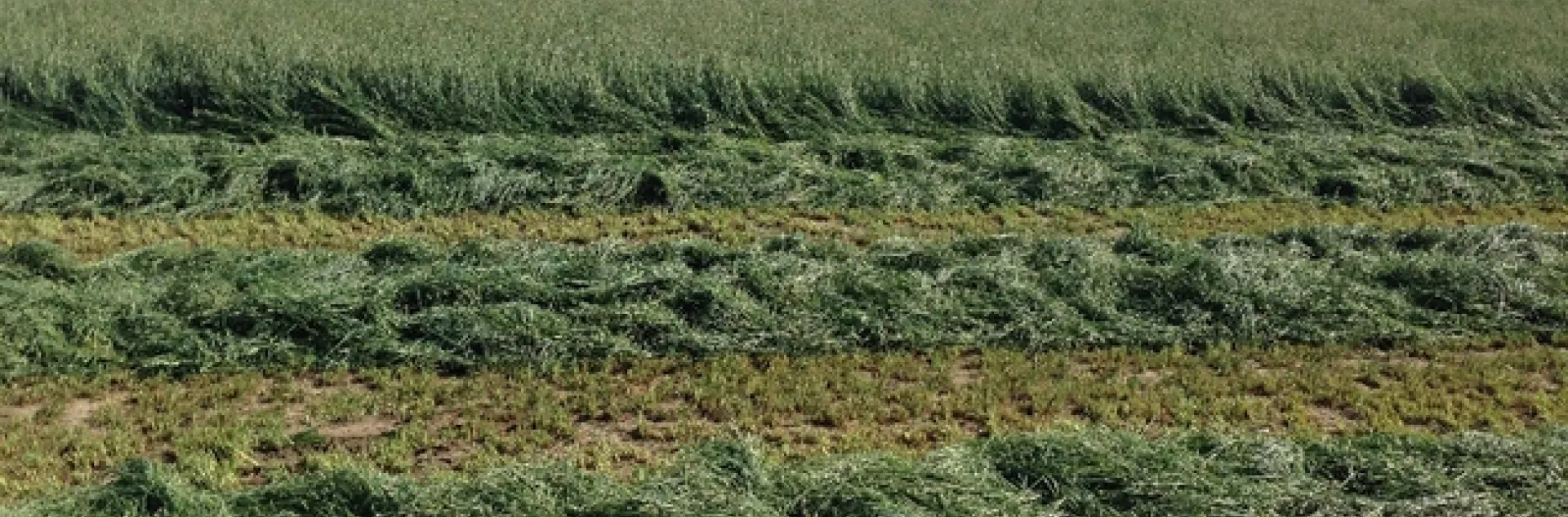 Cut orchardgrass in first two rows of the crop in the field with mountains in background.