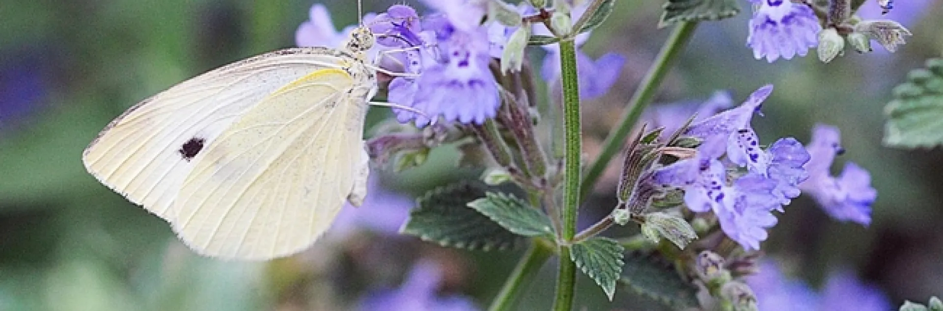 The cabbage white butterfly, Pieris rapae. (Photo by Kathy Keatley Garvey)