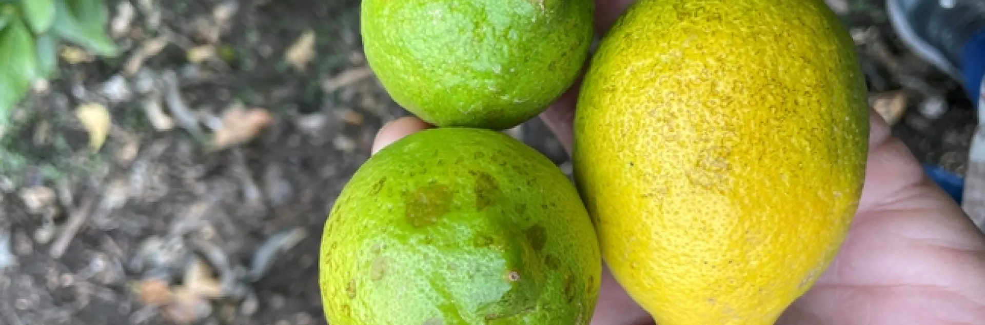 lemon oil spray damage